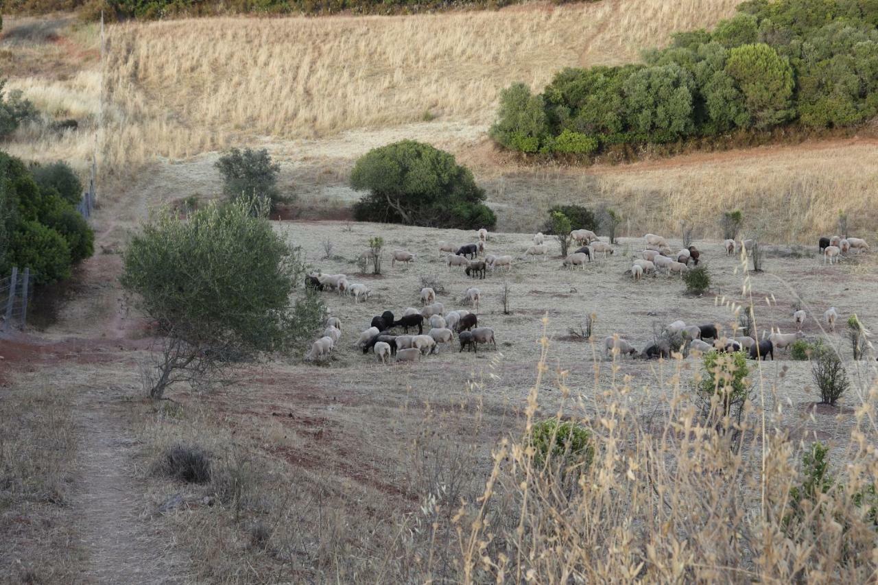 فيلا Monte Do Parral Santiago do Cacém المظهر الخارجي الصورة